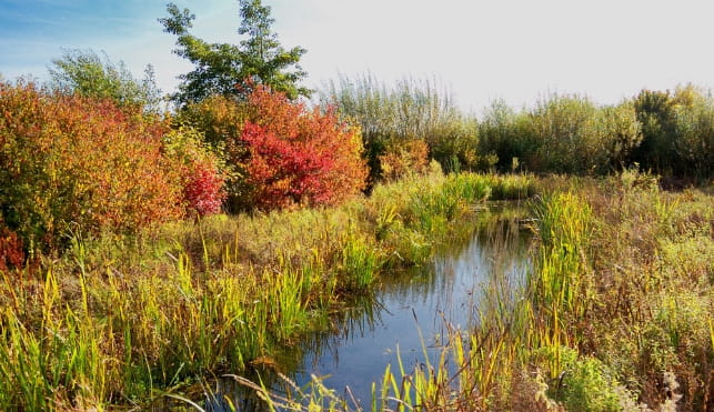 countryside river